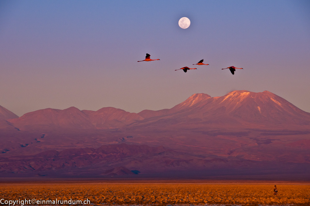 ATACAMA, DIE SCHÖNE WÜSTE