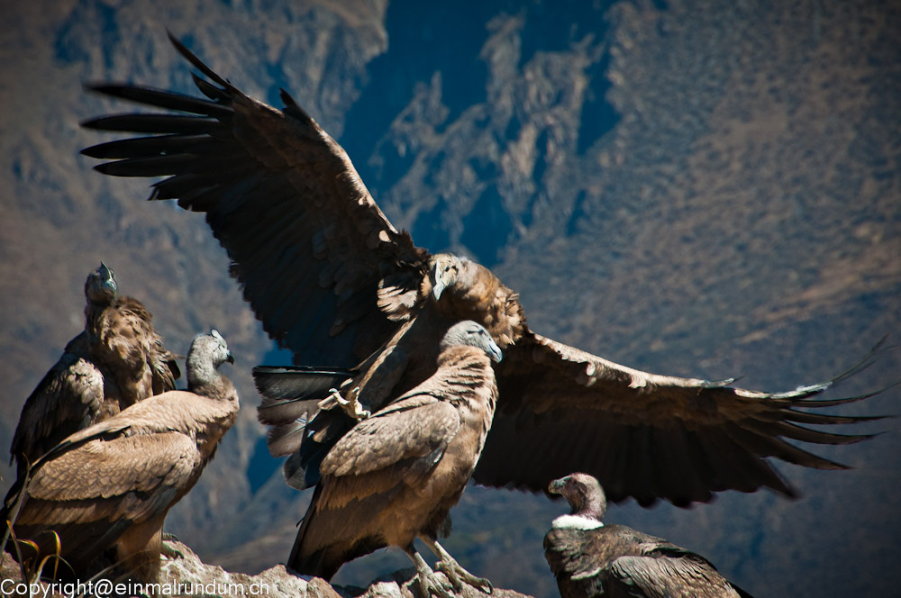 EL CONDOR PASA