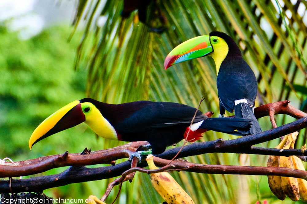 COSTARICANISCHE KARIBIK