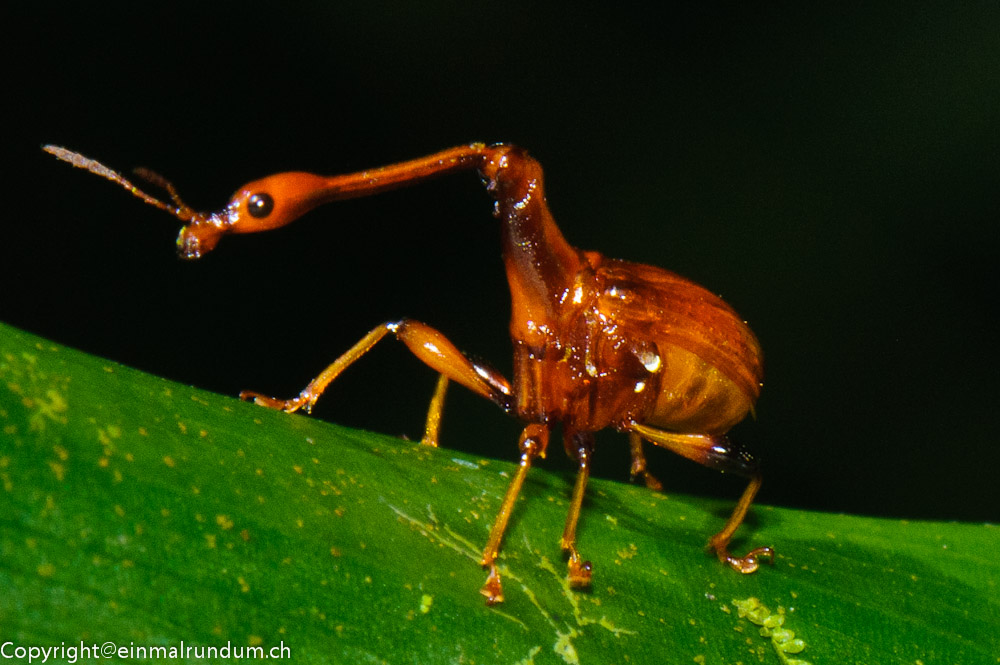 BORNEO’S REGENWÄLDER