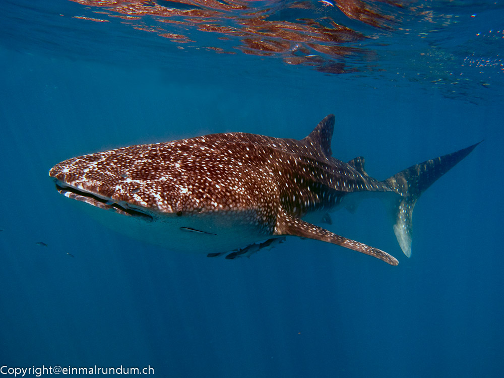 HAI-LIGHT AM NINGALOO-RIFF