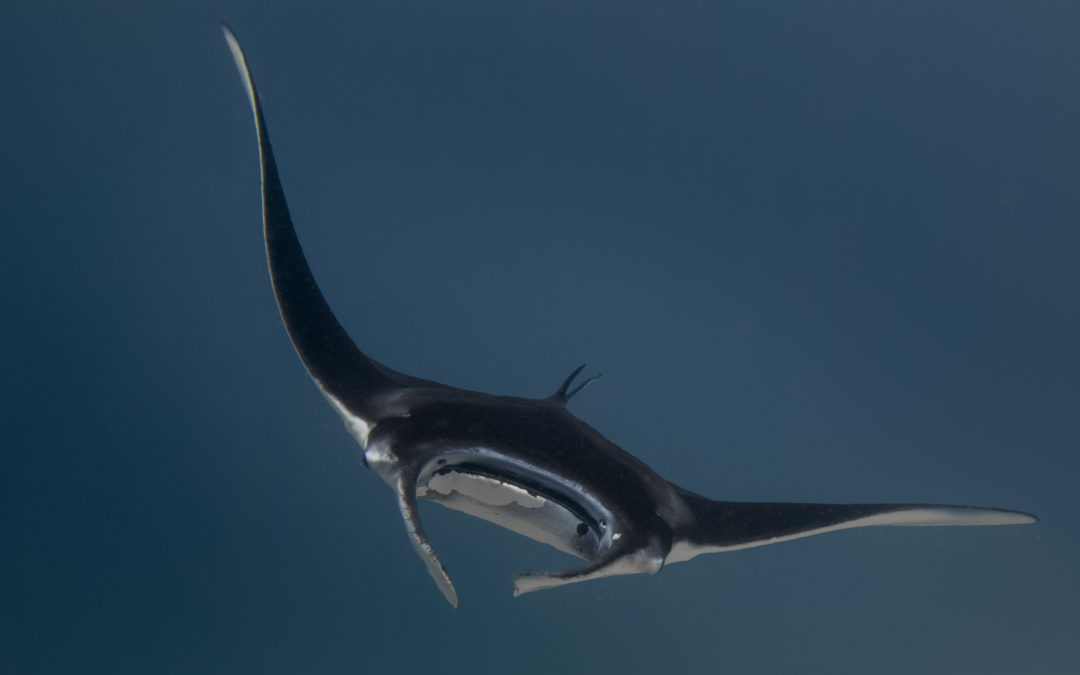 DIVING IN KOMODO